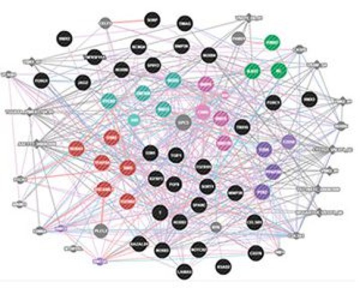 Premature primary tooth eruption in cognitive/motor-delayed ADNP-mutated children
