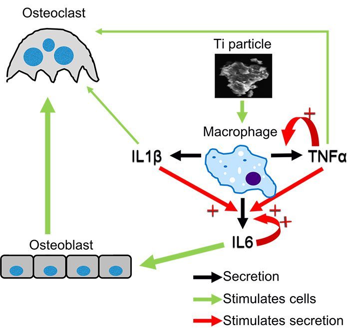 Mechanism and Prevention of Titanium Particle-Induced Inflammation and Osteolysis